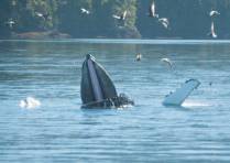 Baleia usa nadadeiras para empurrar peixes para a sua boca aberta, durante passeio de barco em Telegraph Cove, na Vancouver Island, na Columbia Britânica, costa oeste do Canadá